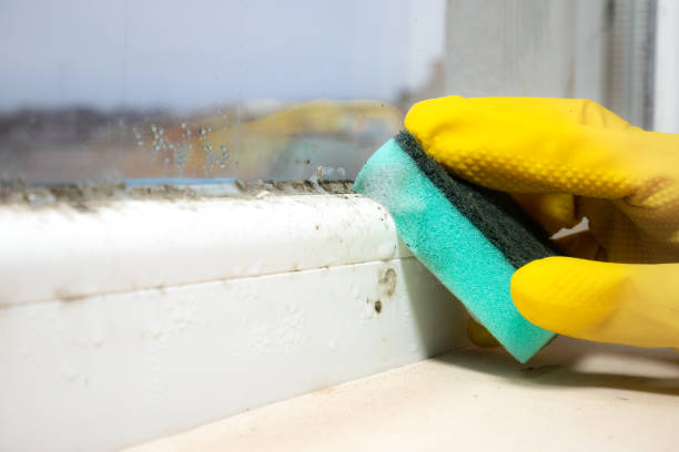 Best Localized Mold Remediation (e.g., coastal areas, humid climates) in Fair Oaks, CA