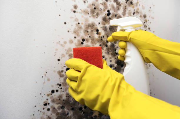 Fair Oaks, CA Mold Remediation Company