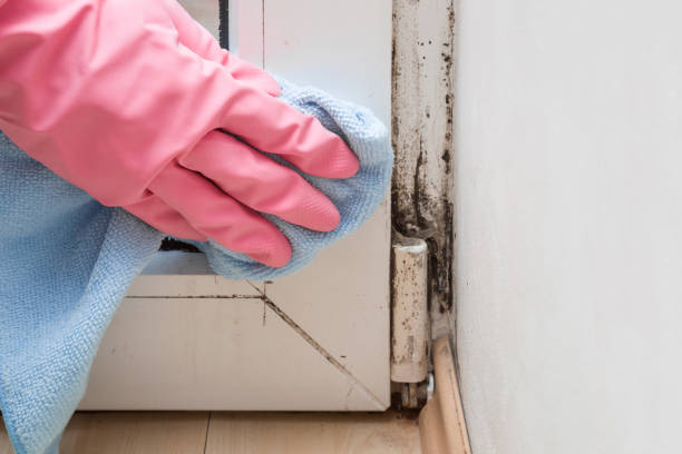 Best Kitchen Mold Remediation in Fair Oaks, CA